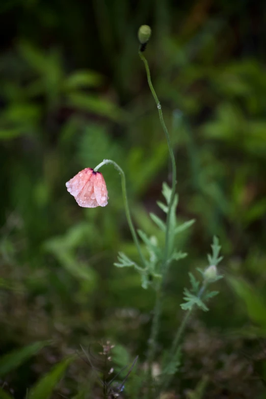 a small pink flower sitting on top of a plant