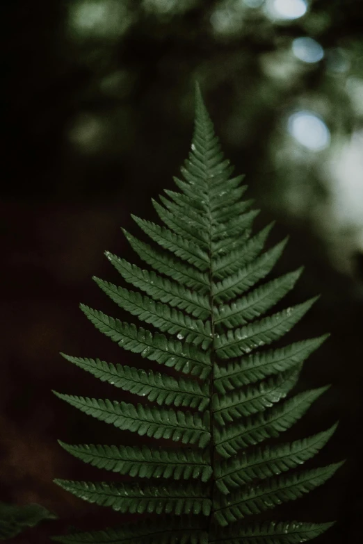 a single fern sits out side in the rain