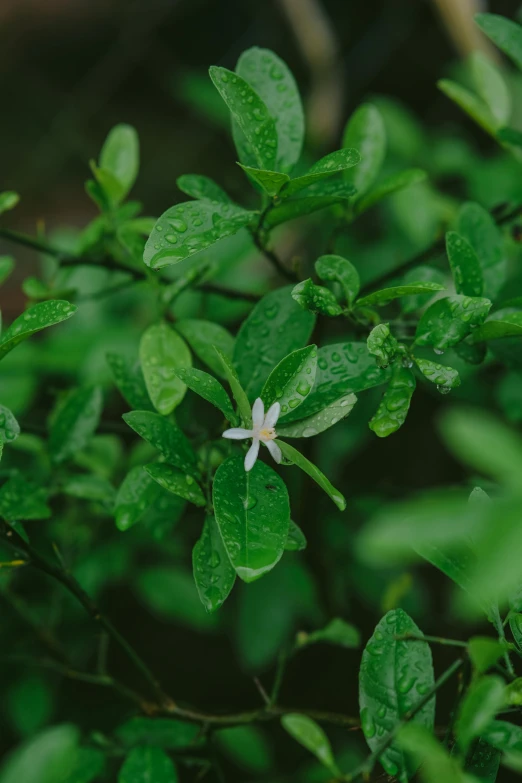 green leaves with small white flower and some water drops