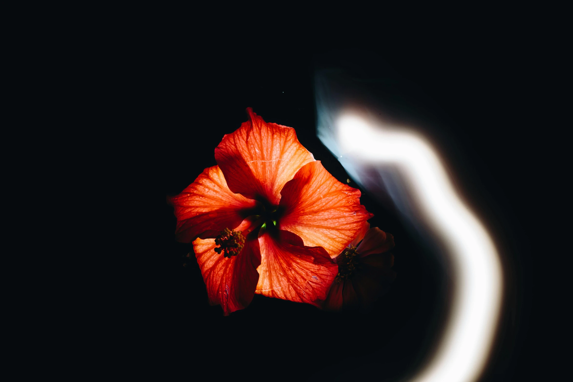 an orange flower is in the dark with some smoke