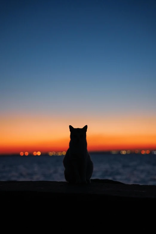 a cat sitting on a ledge looking at the ocean