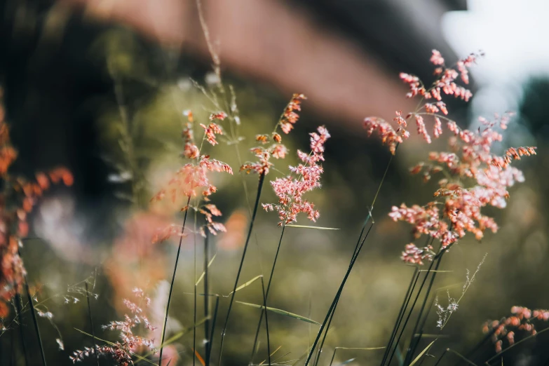 red flowers blooming on the stalk in a field