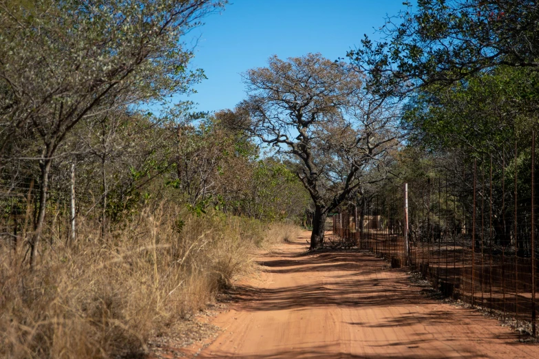 a dirt road surrounded by trees and grass