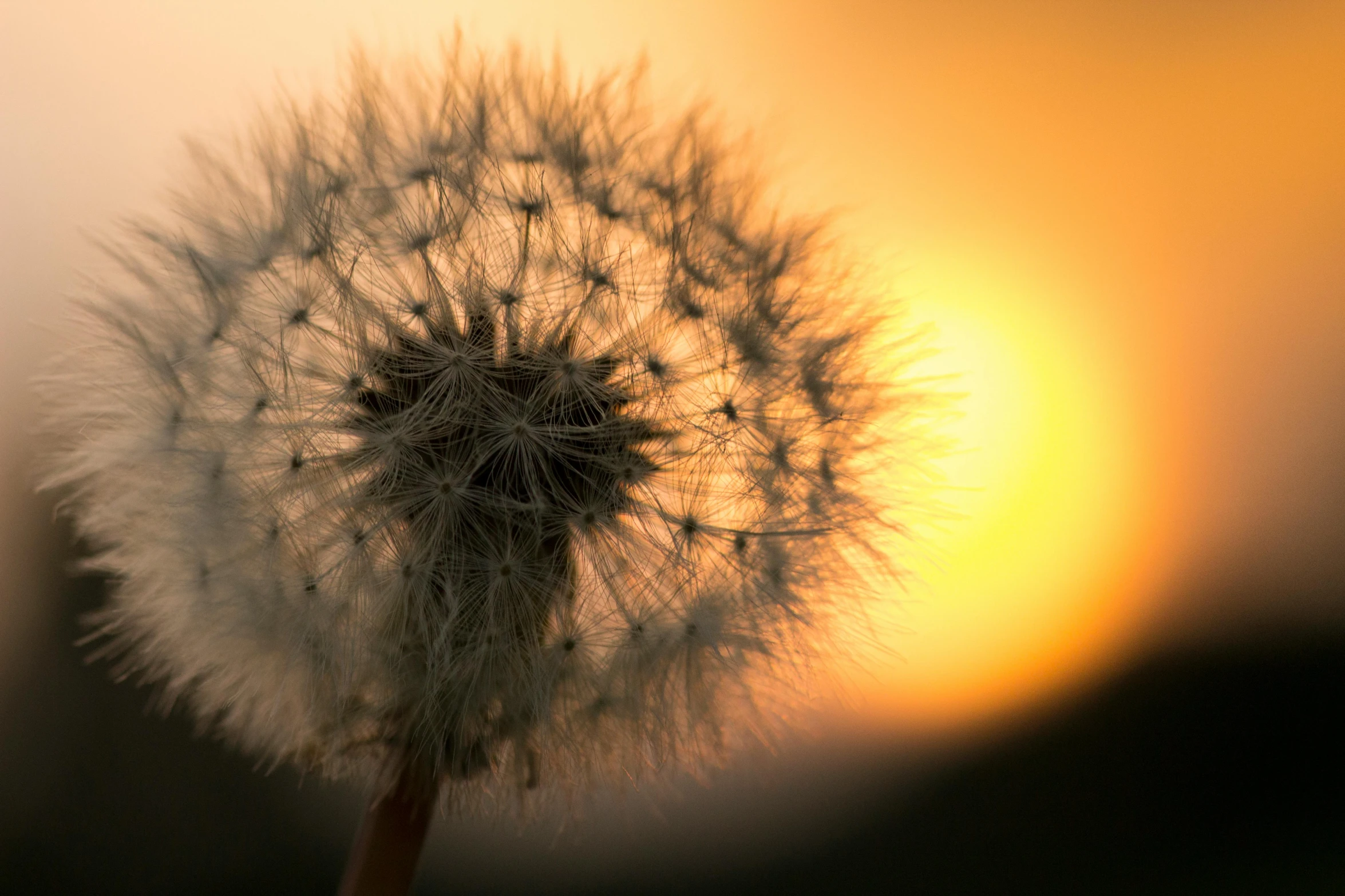 the dandelion looks very fuzzy in the background