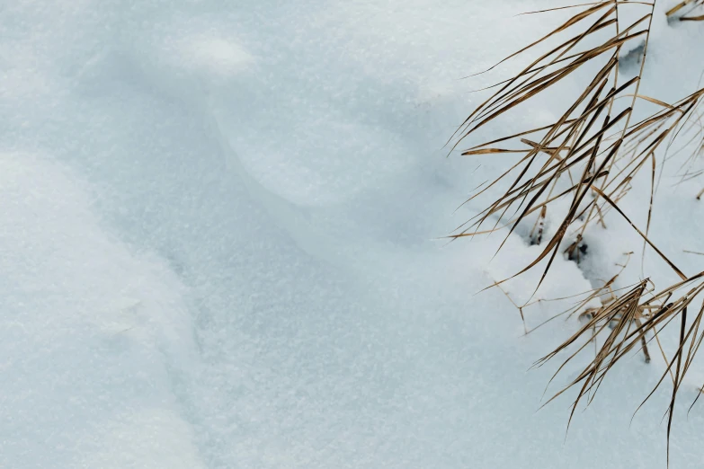 snow and snow plants, and a trail