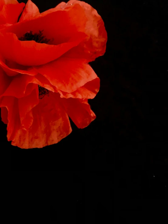 two flowers are seen with the darkness in the background