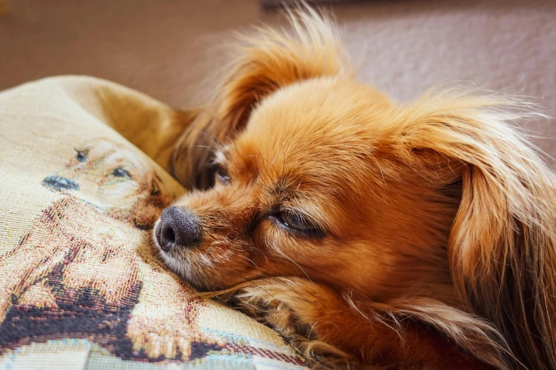 a small dog laying in a bed with his head propped on the pillow