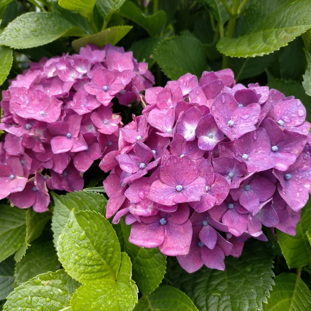 purple flowers with water drops on them are surrounded by green leaves