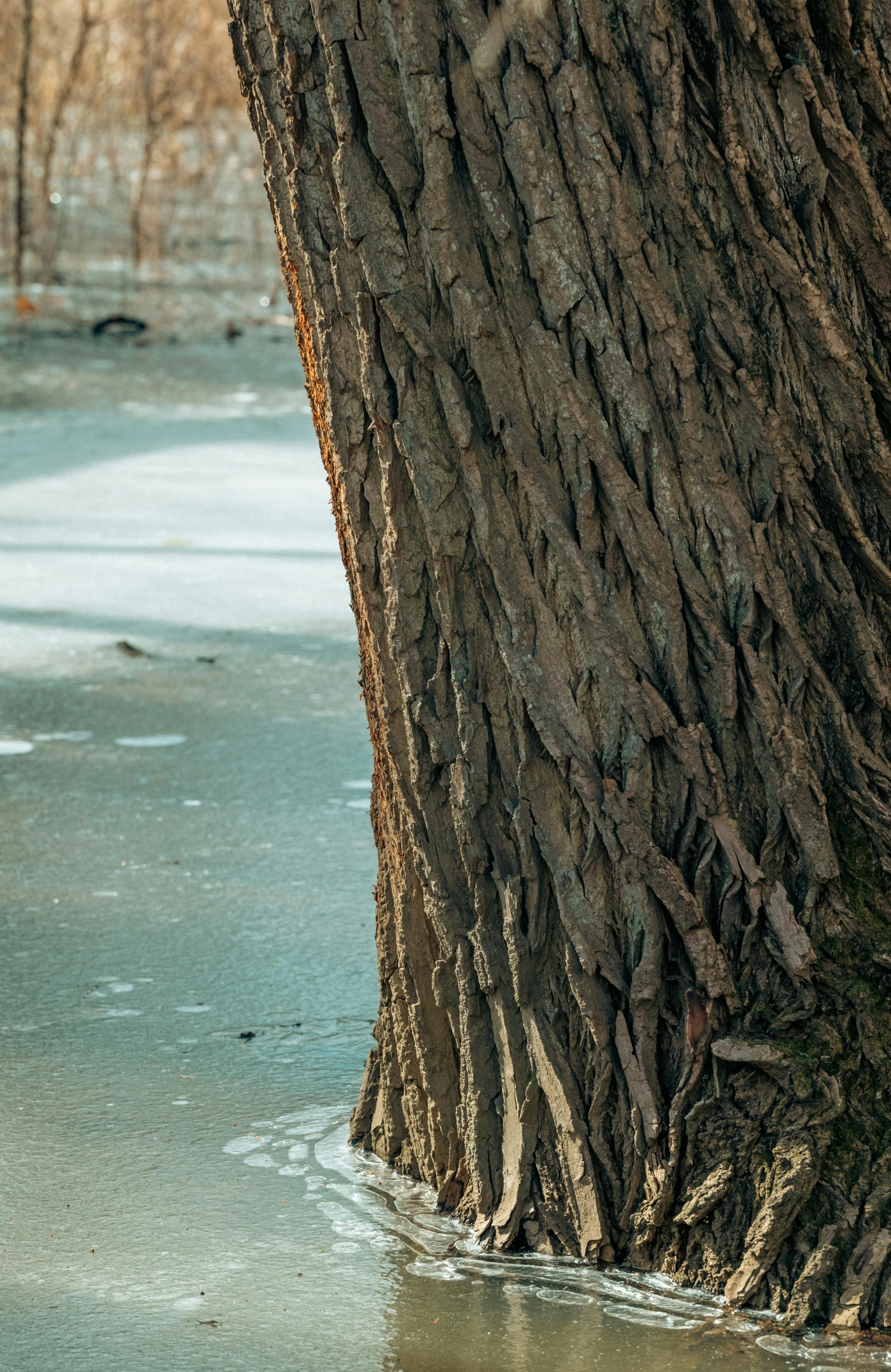 an animal that is sitting in the water by a tree