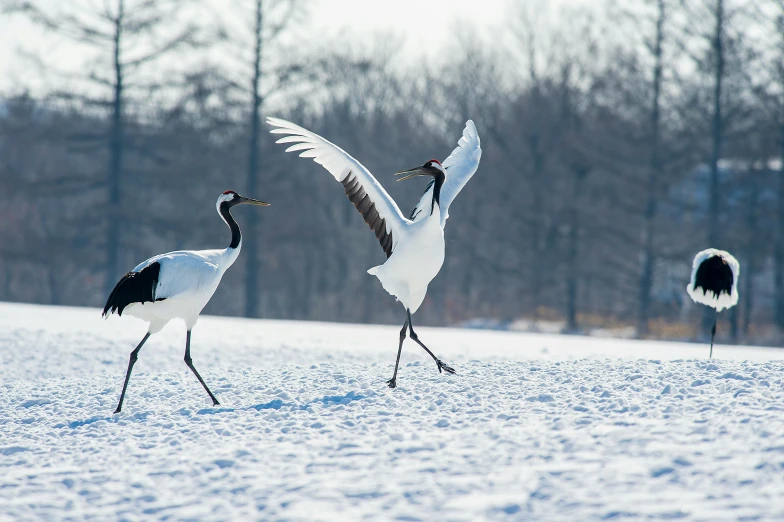 two white birds walking on snow next to each other