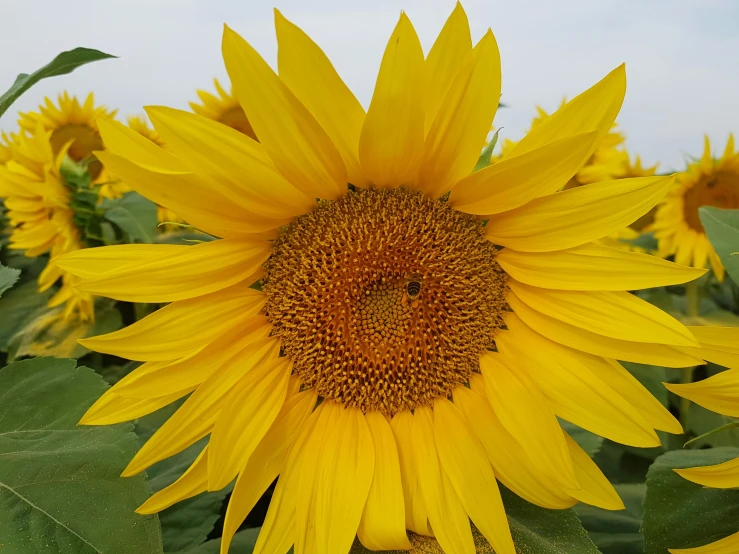 a large sunflower has many smaller ones in the background