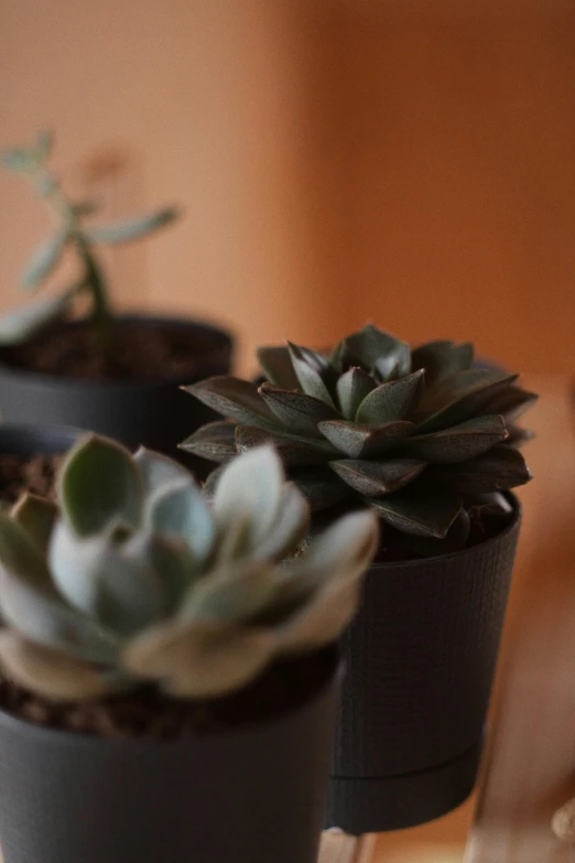 two different types of succulent plants sitting on a table