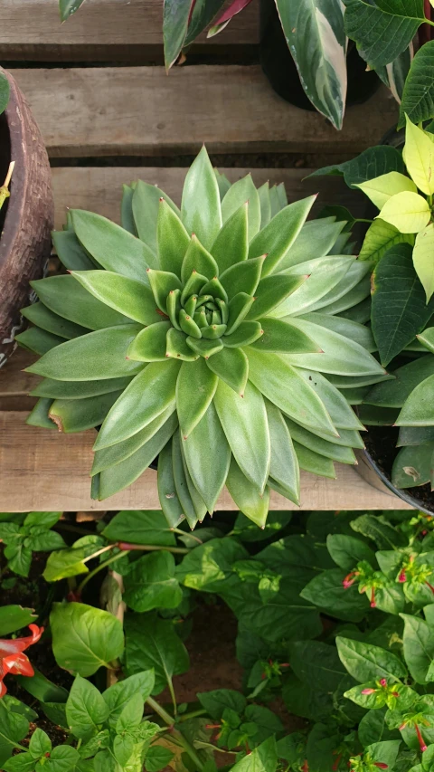 an extreme closeup of the leaves and the flowers on this plant