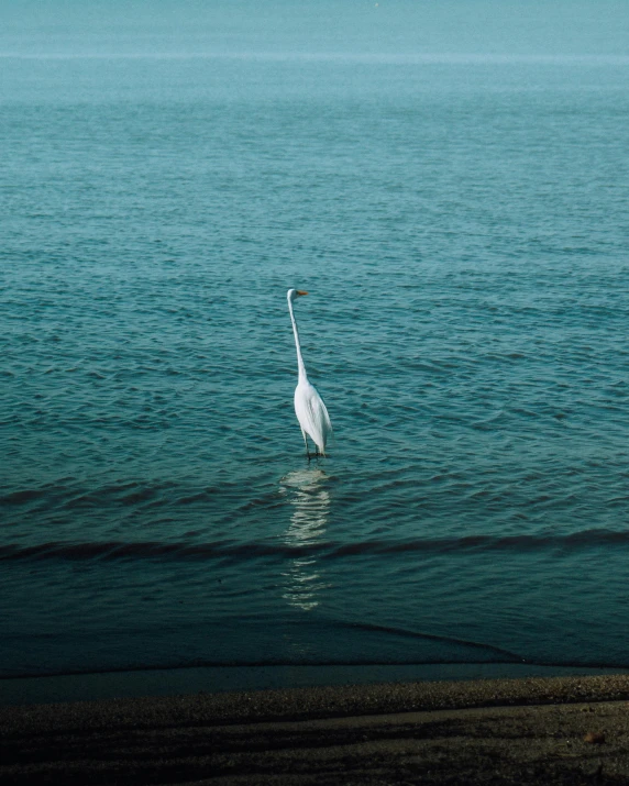 a bird floating out of the water while standing in the water