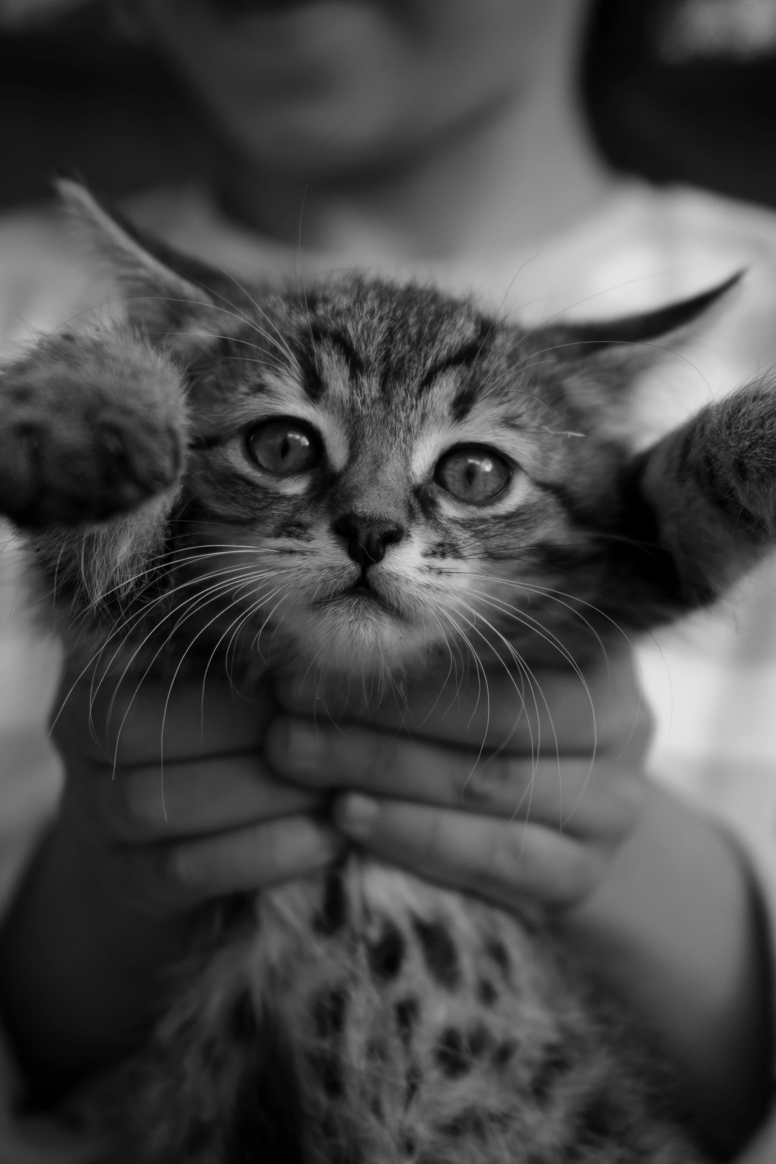 a person holding a cat in their hands