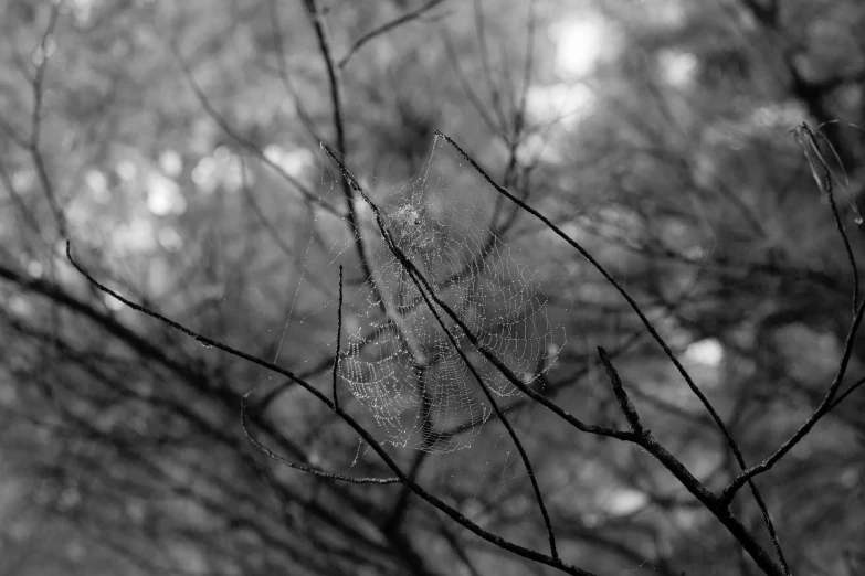 a very dark and spooky view of tree nches