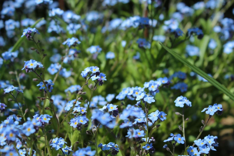 a bunch of blue flowers are in bloom