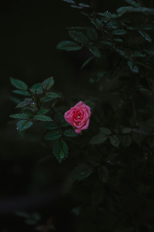 a rose that is very pink, surrounded by the dark leaves