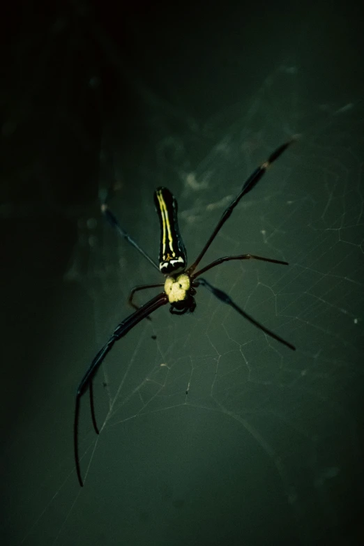 a large yellow and black spider on a floor