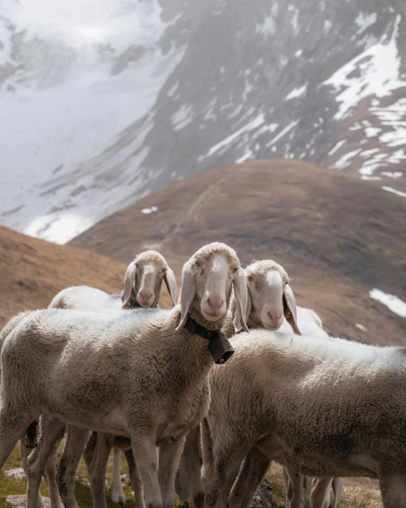 five sheep are looking at the camera in the mountains