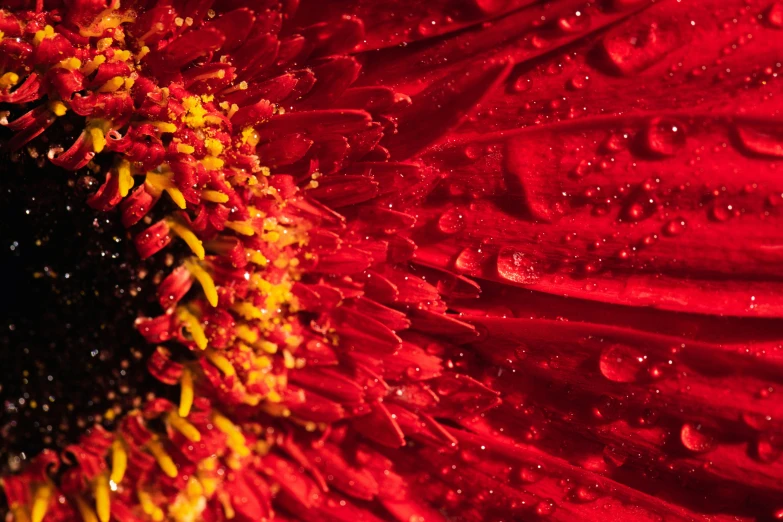 a large red flower with drops of water