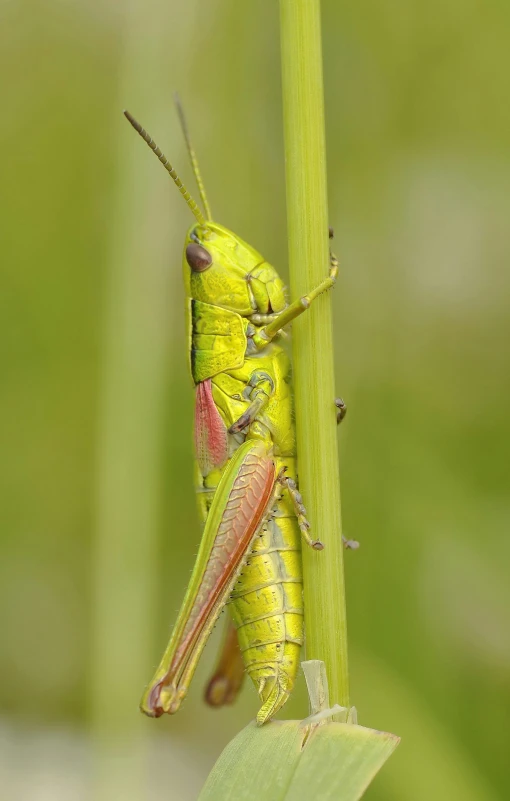 a close up of a grasshopper sitting on a leaf