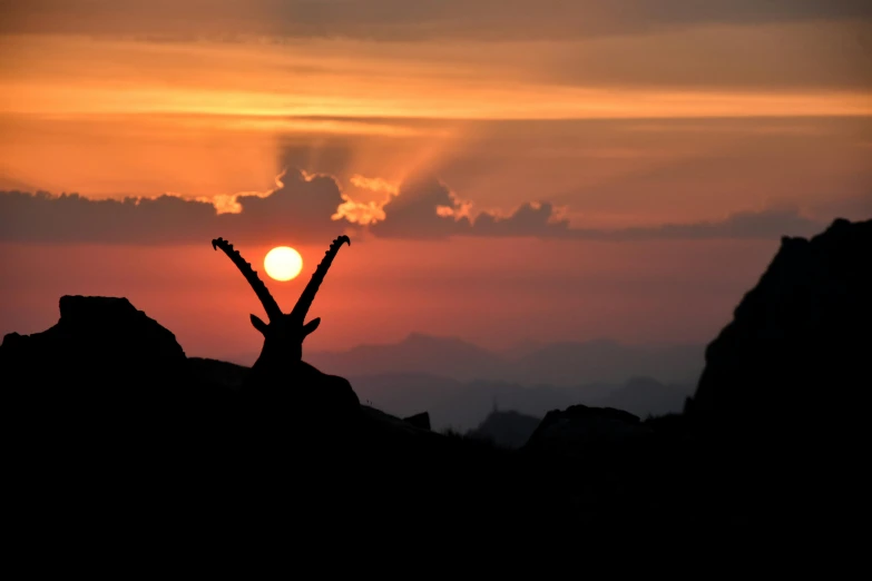 an animal standing on top of a hill in the sunset