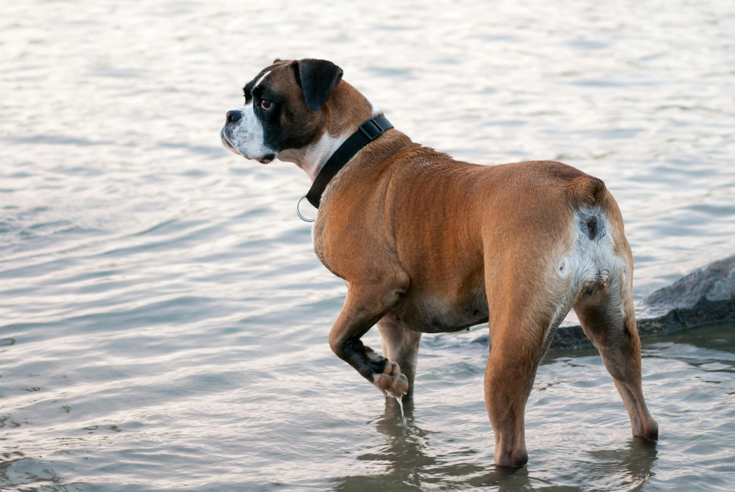 a dog in water with a leash on