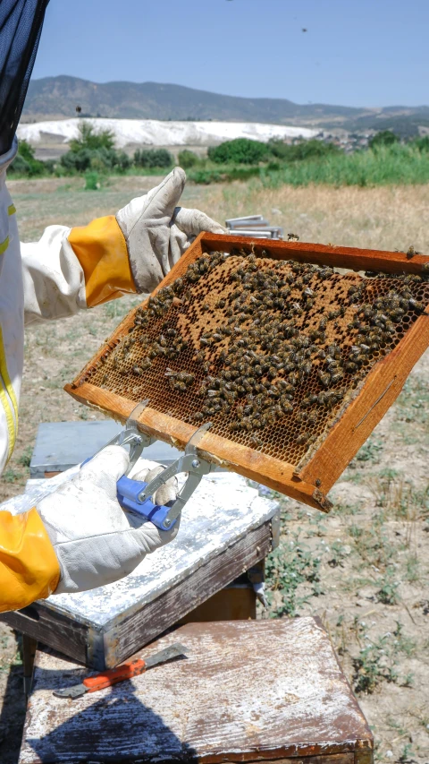 beekeeper in white shirt with yellow gloves checking honeycombs