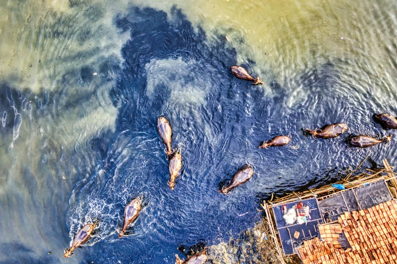 some animals in the water near a fence