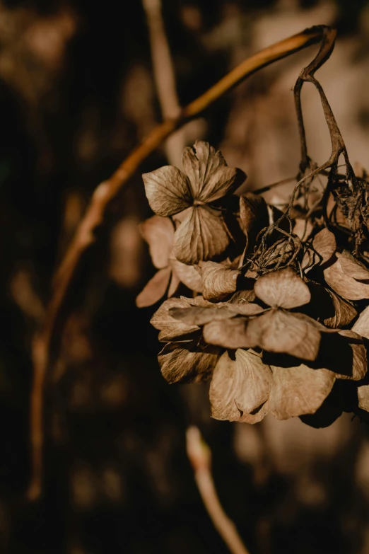 small nch with brown flowers on a brown background