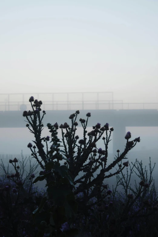 a bridge with the fog rolling in the distance