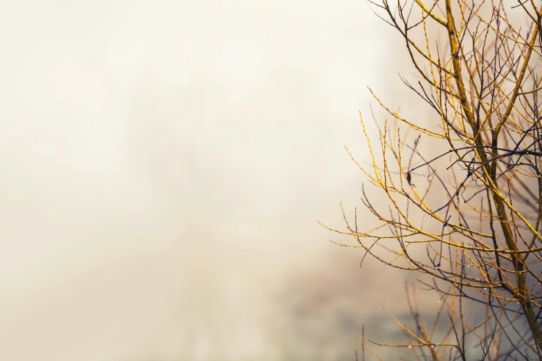 a bird sits on top of a tree in the fog