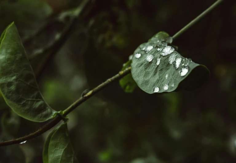 rain drops sit on the leaves of a tree