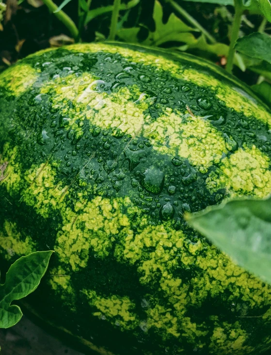 the green foliage is growing all over the watermelon