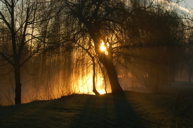 trees and grass with the sun coming through them