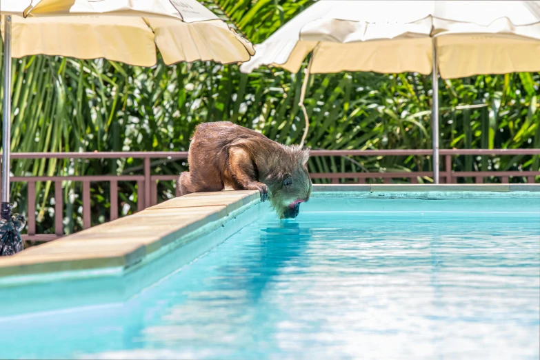 an animal is near the edge of a pool