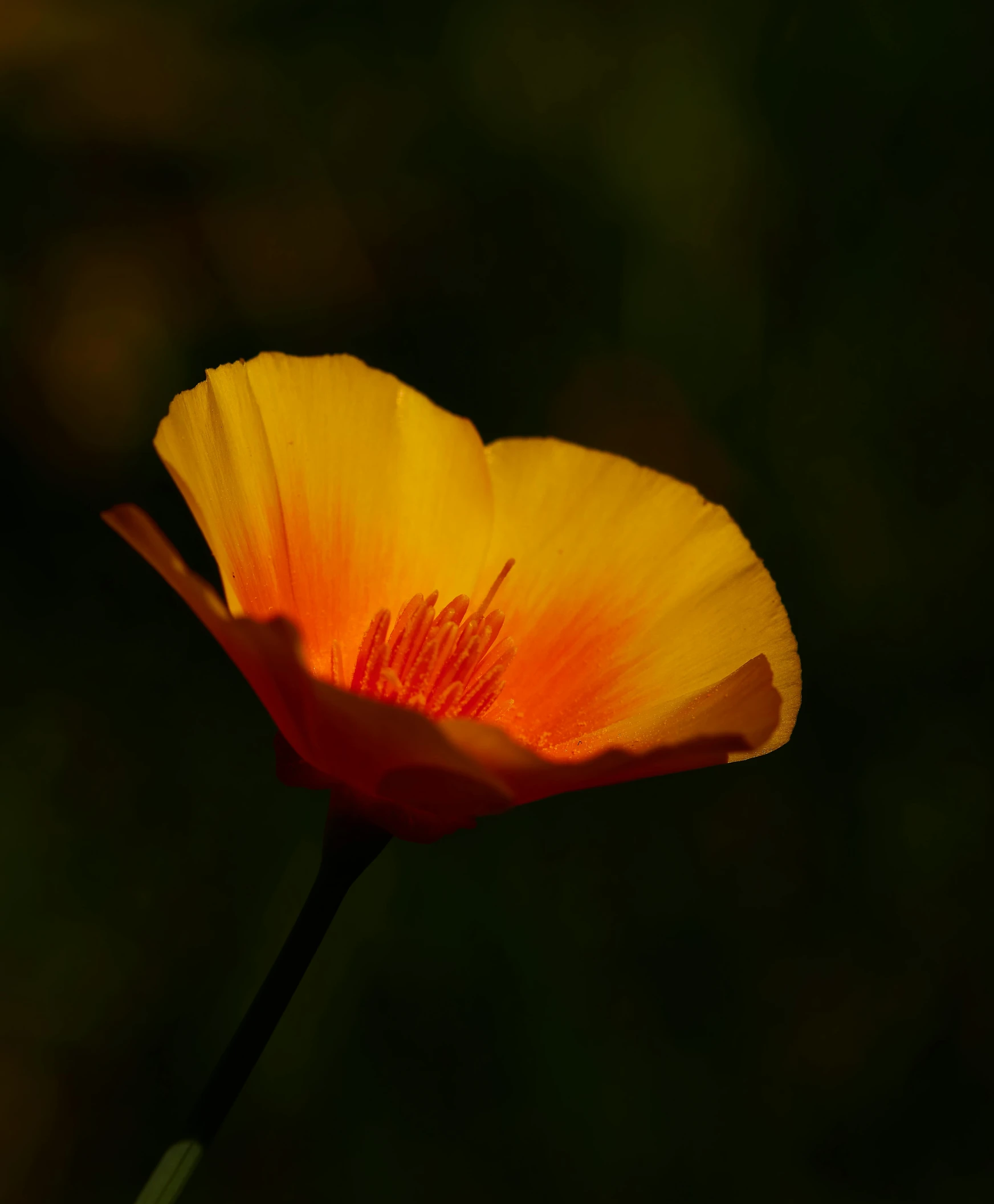 an orange flower on top of a green stem