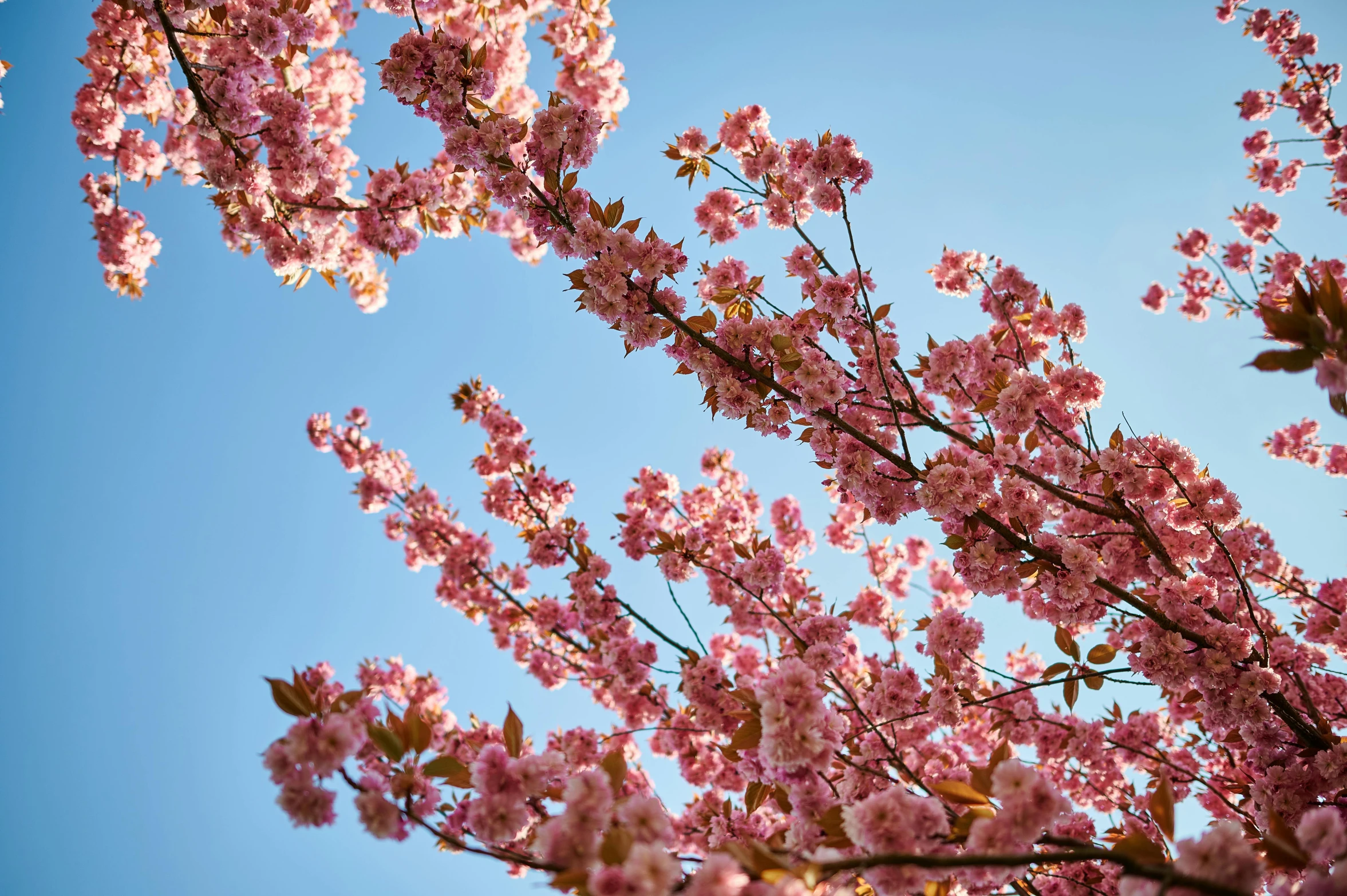 the nches of flowering trees and sky in the background