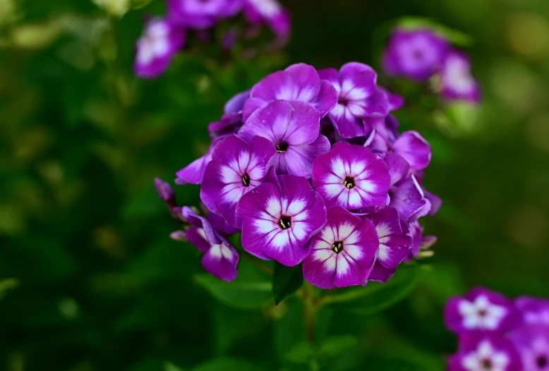 many small purple flowers are in a field