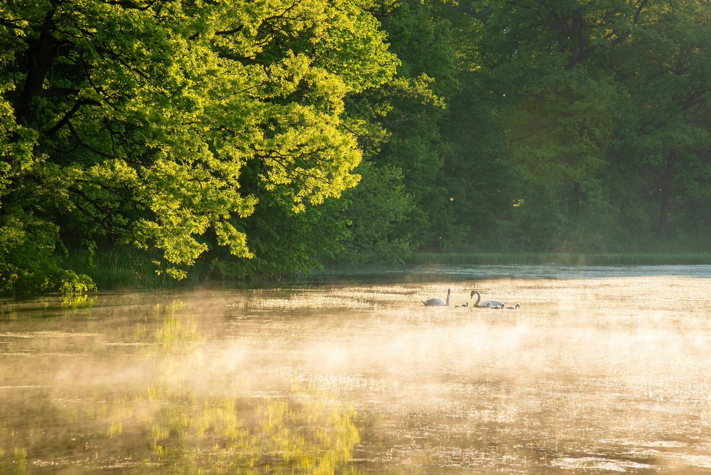 fog covering the water near several swans in a river