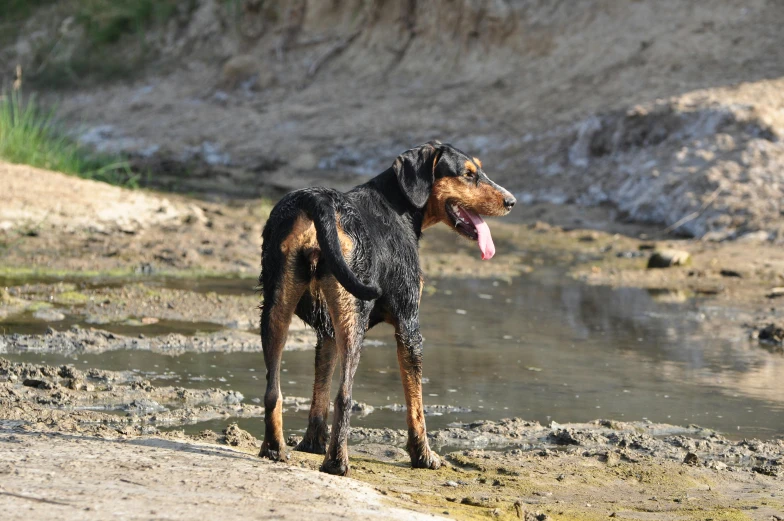 a dog standing in the water near the ground