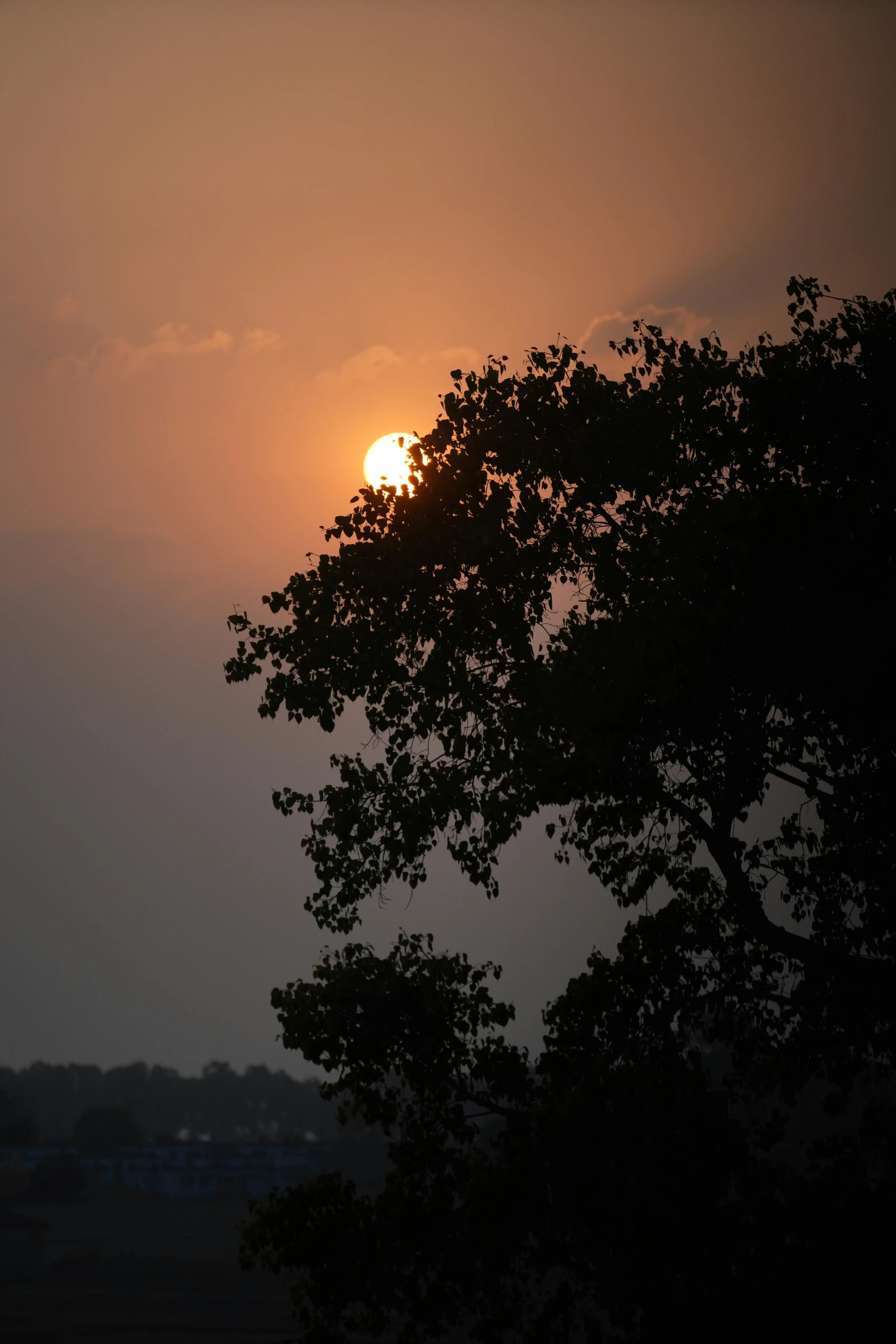 the sun setting through a thick tree with an airplane flying away