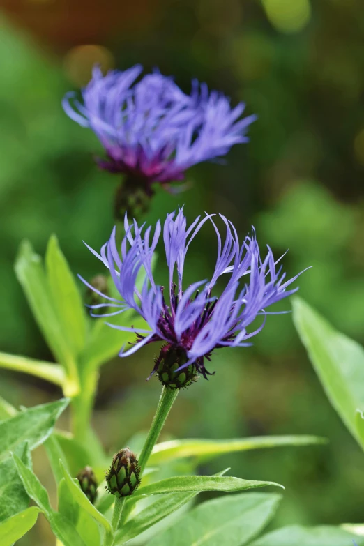 some blue flowers and green leaves on a sunny day