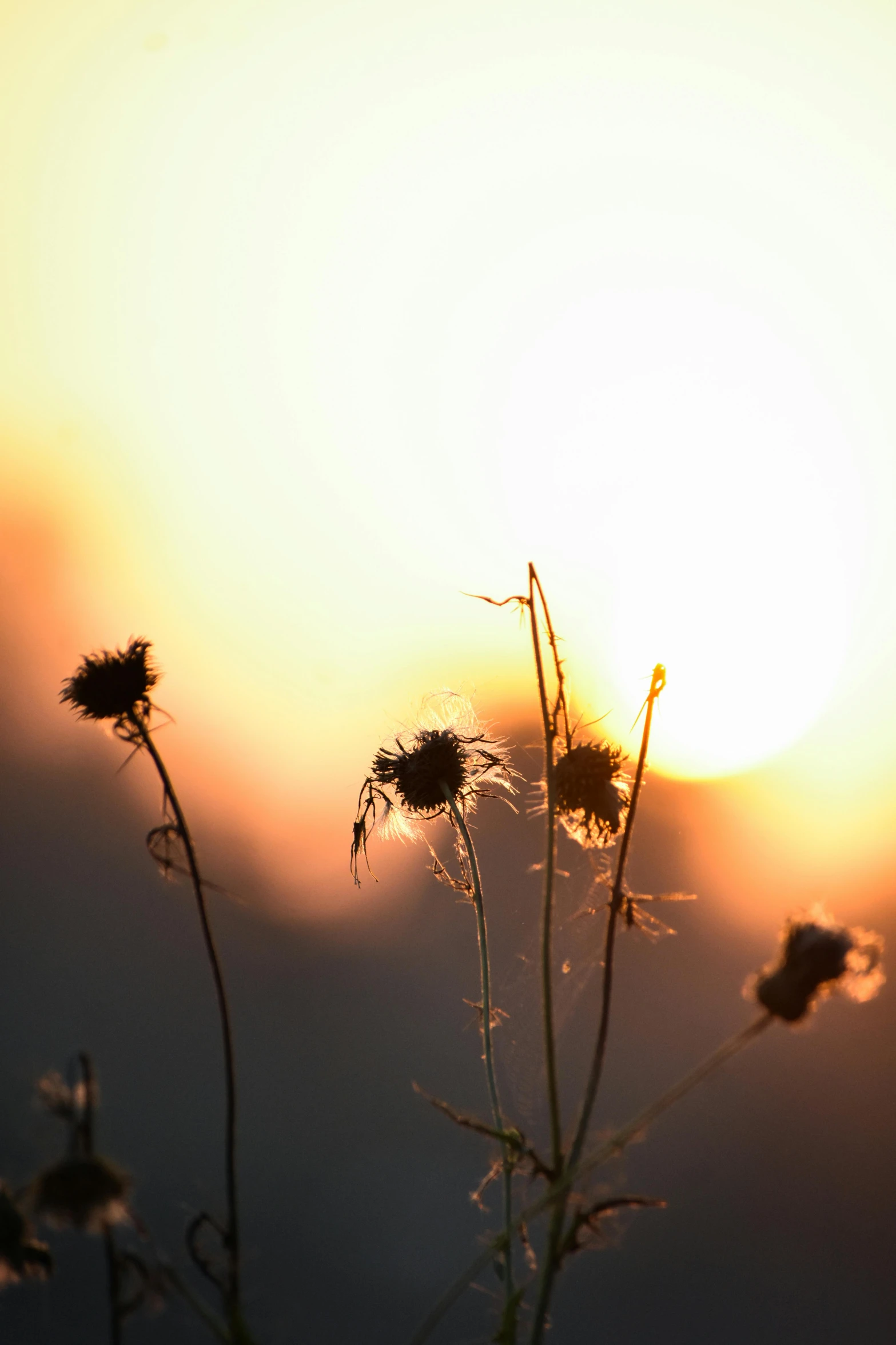 the sun behind the sun behind plants in front of a mountain