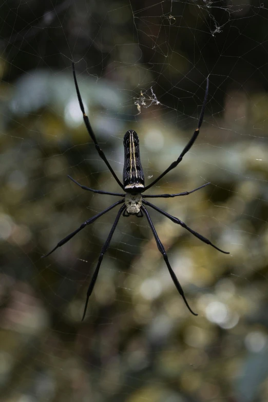 a large black spider is perched on its web