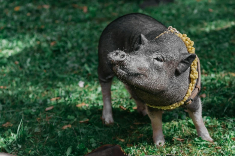 small pig with a yellow and black rope around his neck