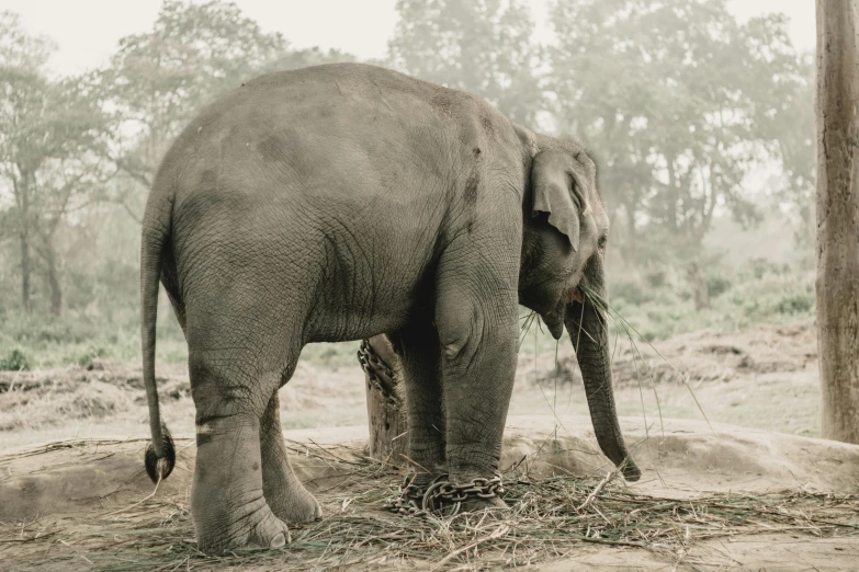 the elephant is eating hay in the mud