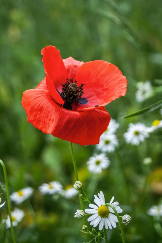 a red flower in some daisies near some green grass