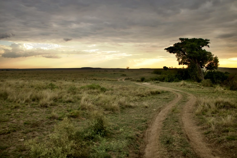 dirt road with grassy field and big tree in the background